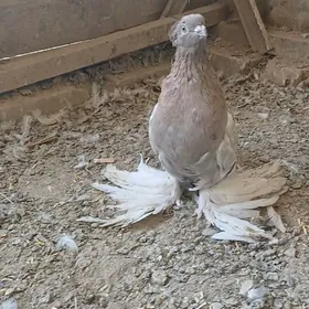 kepder
