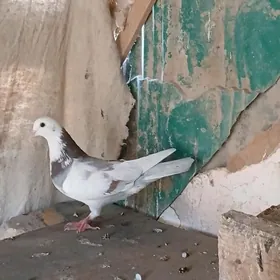 kepder