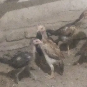 парода жужа