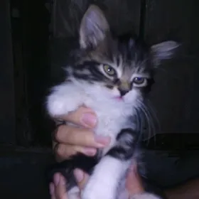  Котята