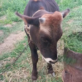 Öküz