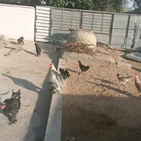 Towuklar