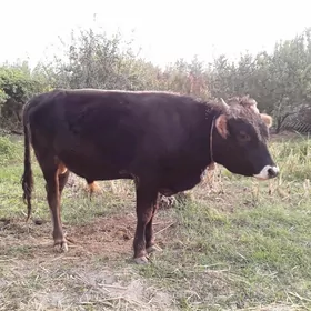 öküz
