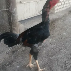 боец