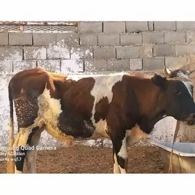 ökiz
