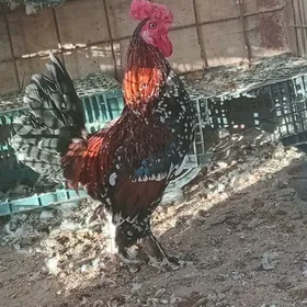 karlik