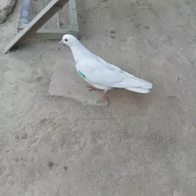 кептер