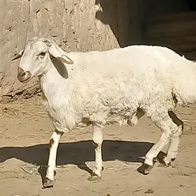 gisar goÿun