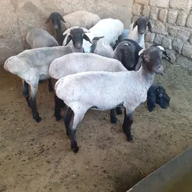 Tokli