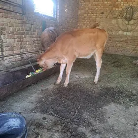 tohum tüwe
