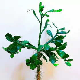 листовой кактус