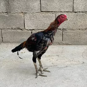 Horaz taskent
