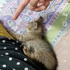 pisik- кошечка
