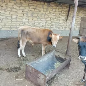 Öküzçe we gaçar