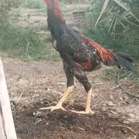 paroda horaz karey
