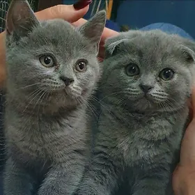 Оригинал шотландские котята