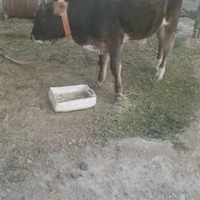 Öküzçe