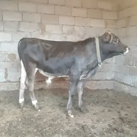 öküz