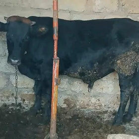 Göle