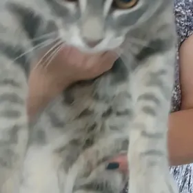 кошка