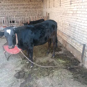 Bakylan gulajyn