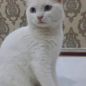 Pişik