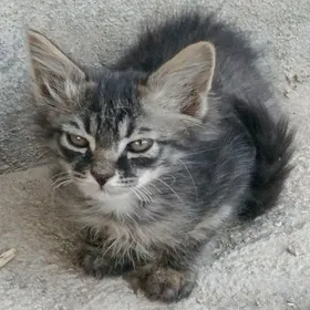 тигровый мальчик