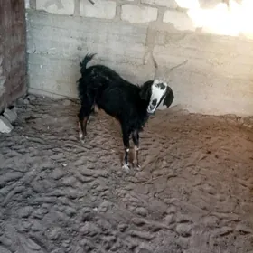 Geci.