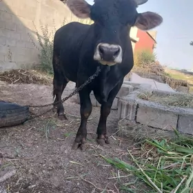 ÖKÜZ