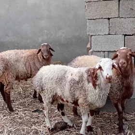 Goç