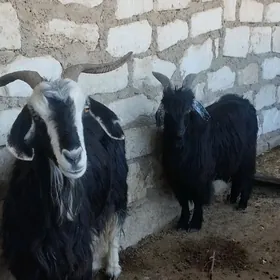 çebiş, geçi