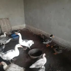 Gus, Ordek, Indautga