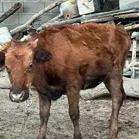 Tüwe