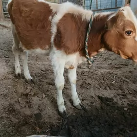 Okuzce Gole