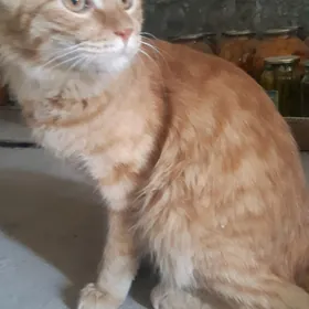 Satyja