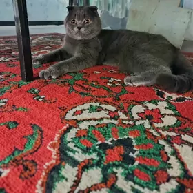 шотландский кот