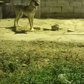 гужик