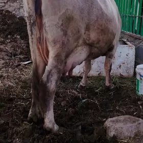 ARASSA ŞIWIT GOLELY SYGYR