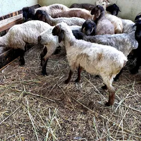Işşekler.Tokgullar.Gysyr geçi