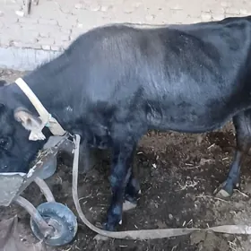 Öküz