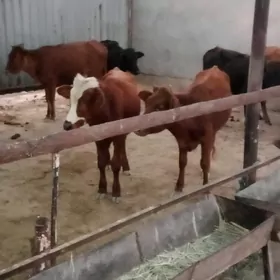 Okuzler ve gulojynlar