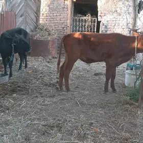 ящы долан 2 окуз, 1 унажын