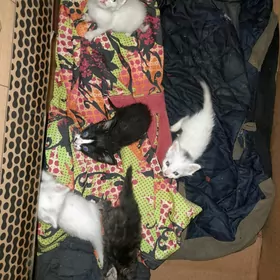 котята