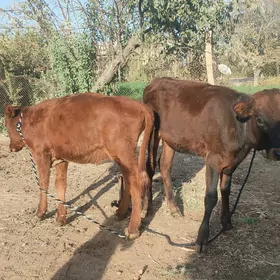 göle
