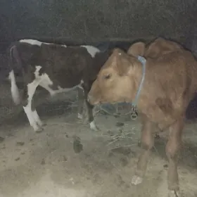 göle