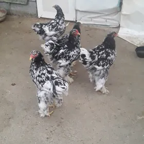 BRAMA HORAZ