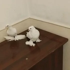 Ak çup kepderi 1 para