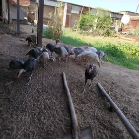 Towuk we Induklar