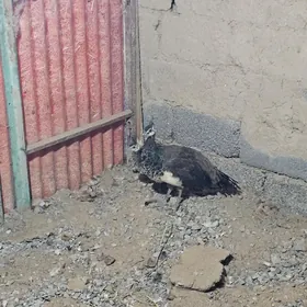 tawus