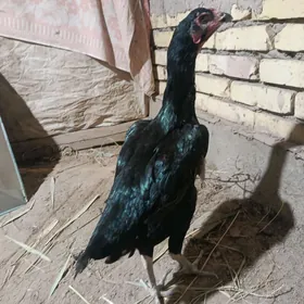 tovuk
